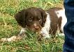 Mabel-Liver Tricolor Roan Female (Reserved)