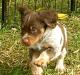 Hoss-Liver Tricolor Roan Male (RESERVED)