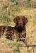 Buck the Sire 