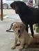 Buck the Sire with a son from another litter