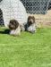 Beau (Sire) and Bella (Dame)