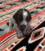 Orange Collar (Available)