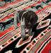 Red Collar (Available)