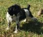 Shadow-Blue Roan Male (Available)