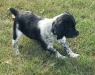 Shadow (Available)