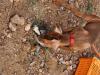 Took Boomer out to play with birds 10/11. Wish I could post the video of him strutting around with a chukar in his mouth.