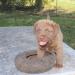 8 wks male 1200