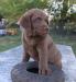 9 wks female 900