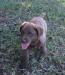 9 wks female 900