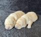 Males:  pictured at 10 days of age!