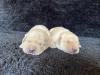 Males pictured at 10 days of age!