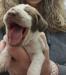 Chestnut and White Bracco Italiano Puppies