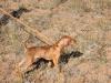 Boomer pointing his first quail.