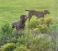 Parents: Diesel and Tatí AKC Registered Weimaraners with champion bloodlines.