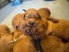 Puppy Pile 