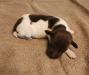 Boy,Micky the runt of litter,probably 45lbs fully grown. See his Micky Mouse ears on his back lol