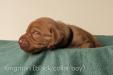 Kingman (black collar boy) 1 week