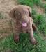 10 weeks male