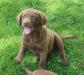 10 weeks male