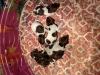 Litter of puppies! 