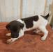 Male Micky ,the runt of litter probably 45lbs fully grown. He has big Micky mouse ears on his back lol
