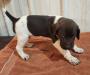 Male Hoss one of the larger pups in litter probably 60lbs fully grown. 