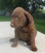 7 weeks female