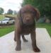 7 weeks female
