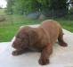 7 weeks female