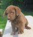 7 weeks male
