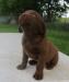 7 weeks male