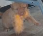 Red collar mid sized in the litter.
Quiet, loves people but not demanding.Likes retrieving big things, wobble boards & agility tunnels.   
