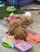 None of these guys had carsickness traveling back and forth to socialization and training classes. Used to crate travel with a towel to snooze on. . 