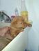 first bath Red collar