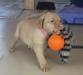 Pinky fetching mechanized dog toy heavy that bounces and flails.  . 