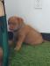 Blue boy tentatively reserved