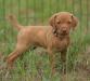 6 weeks