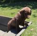 10 wks female