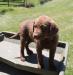 10 wks female