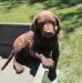 10 wks female