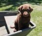 10 wks female