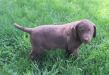 10 wks male