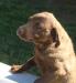 14 wks male