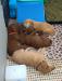 pups 6 weeks old 