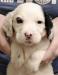 #D26M2 White, Black, & Ticked Male. $1400. will be 50-55 pounds. Reasonable pet transport available to 48 states. 