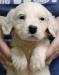 #D26F7 White, Black, & Ticked Female. $1600. will be 45-50 pounds. Reasonable pet transport available to 48 states.