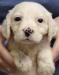 #D26F9 Tri-Belton Female. $1600. will be 40-45 pounds. Reasonable pet transport available to 48 states.
