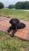 Male Pup