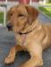Male from previous litter.