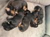 6 perfect Spaniels
